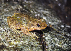 Amolops albispinus
