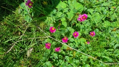 Oxalis purpurea