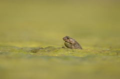 Sclerophrys capensis
