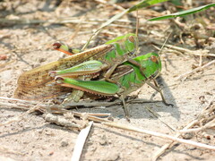 Locusta migratoria