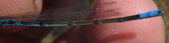 Pseudagrion assegaii