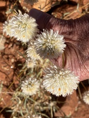 Gomphrena kanisii