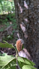 Megalopyge