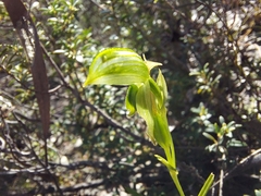 Pterostylis flavovirens
