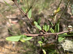 Phebalium squamulosum