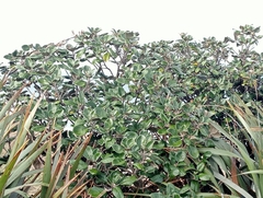 Brachyglottis rotundifolia