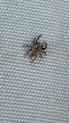 Metaphidippus chera