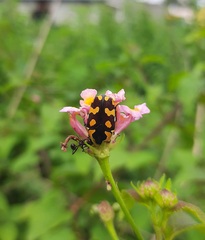 Clinteria klugi