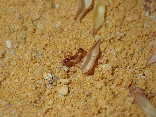 Aphaenogaster poultoniAphaenogaster poultoni