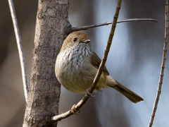 Acanthiza pusilla