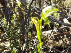 Pterostylis flavovirens