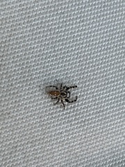 Metaphidippus chera
