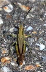 Chorthippus dorsatus