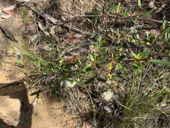 Phebalium squamulosum