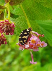 Clinteria klugi