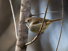Acanthiza pusilla