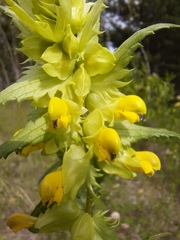 Rhinanthus serotinus aestivalis