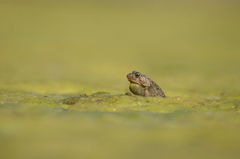 Sclerophrys capensis