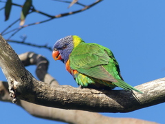 Trichoglossus moluccanus