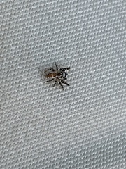 Metaphidippus chera