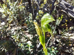 Pterostylis flavovirens