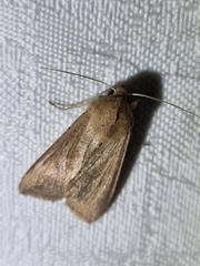 Mythimna