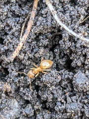 Lasius flavus