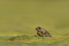 Sclerophrys capensis