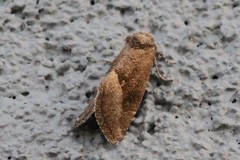 Plagiomimicus spumosum