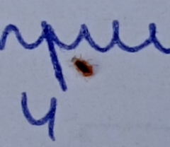 Insecta