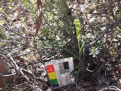 Pterostylis flavovirens
