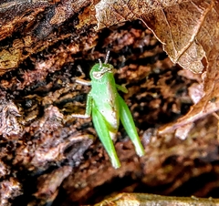 Pseudoxya diminuta