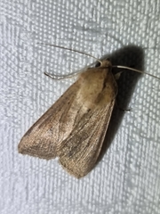 Mythimna