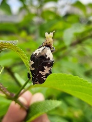 Protaetia aurichalcea