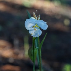 Commelina dianthifolia
