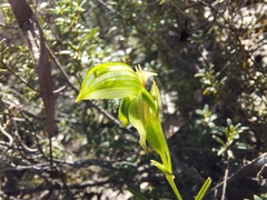 Pterostylis flavovirens