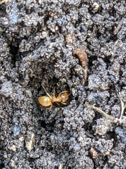 Lasius flavus