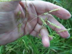 Leersia oryzoides