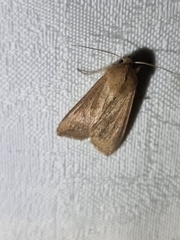 Mythimna