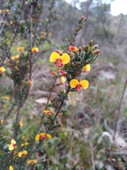 Dillwynia phylicoides