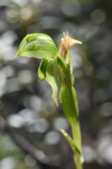 Pterostylis flavovirens