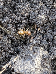 Lasius flavus