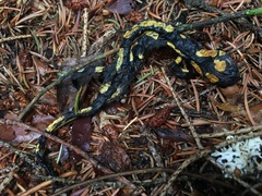 Salamandra salamandra