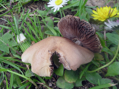 Candolleomyces candolleanus