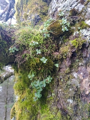 Phedimus subcapitatum