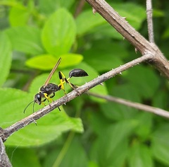 Sceliphron madraspatanum