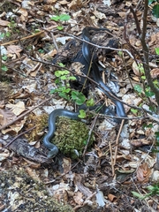 Zamenis longissimus