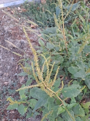 Amaranthus