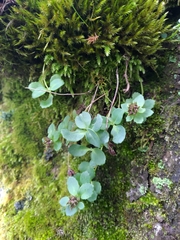 Phedimus subcapitatum