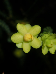 Geleznowia verrucosa, photograph (c) Thomas Mesaglio, some rights reserved (CC BY)